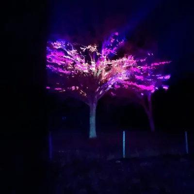 Spectacles conceptuels - Projection laser - Fairy Forest