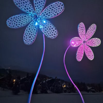 Photo de nos marguerites lumineuses bicolore installées sous la neige avec la couleur bleu et rose