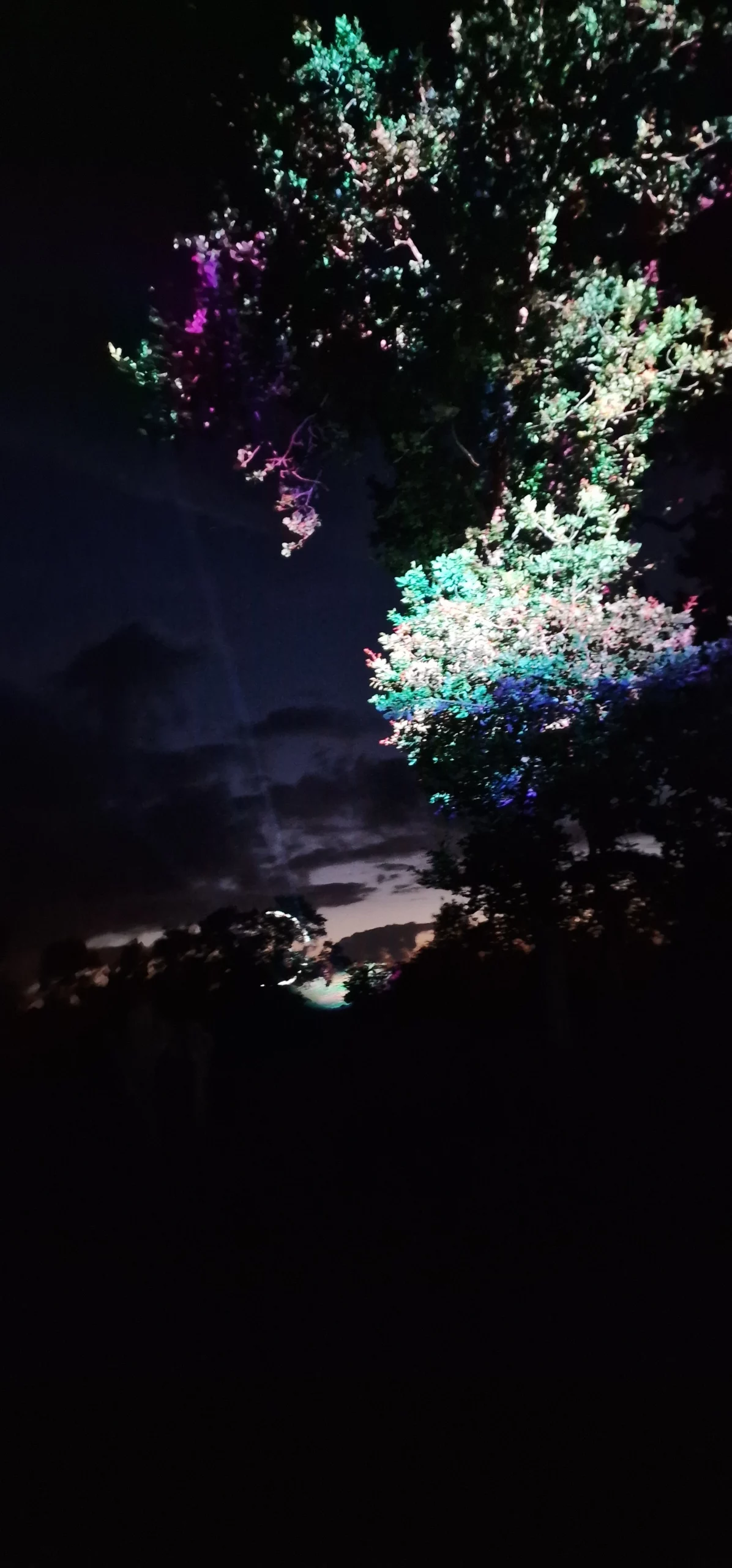 Une Fairy Forest à Montreuil